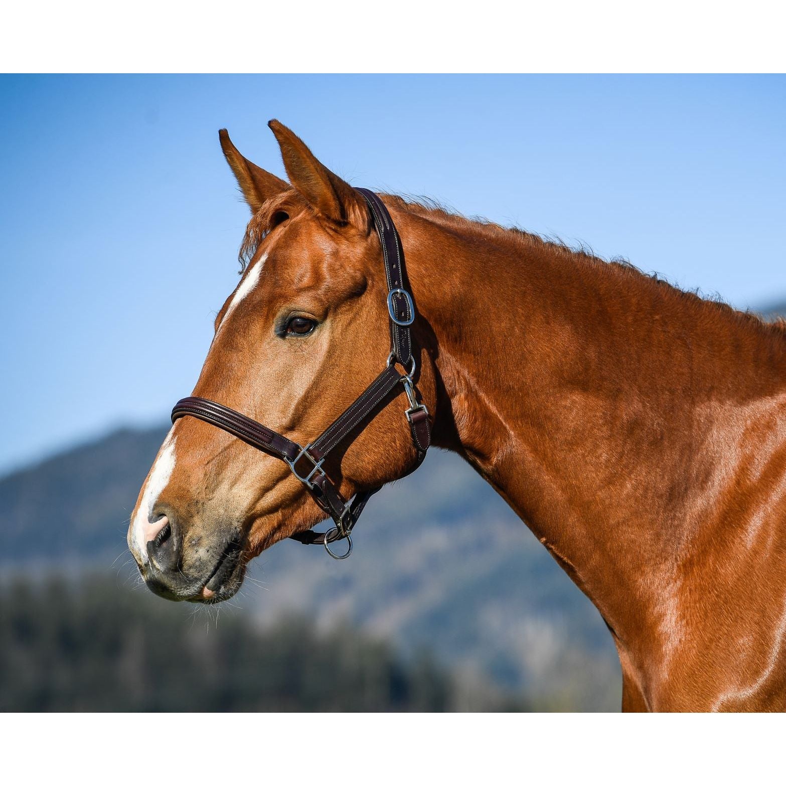Menetics Headcollar
