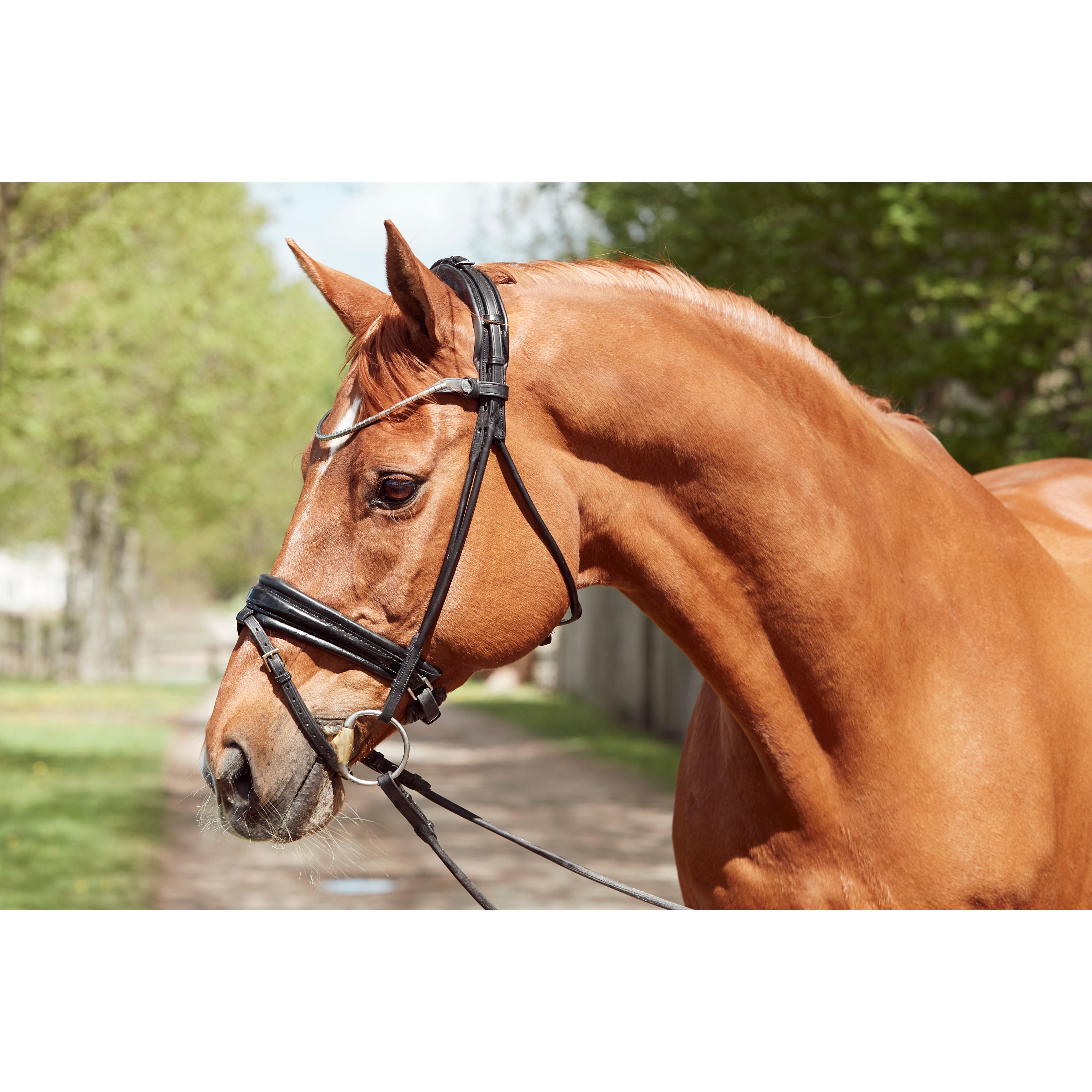 Finesse Cassidy Snaffle CAVESSON NOSEBAND old