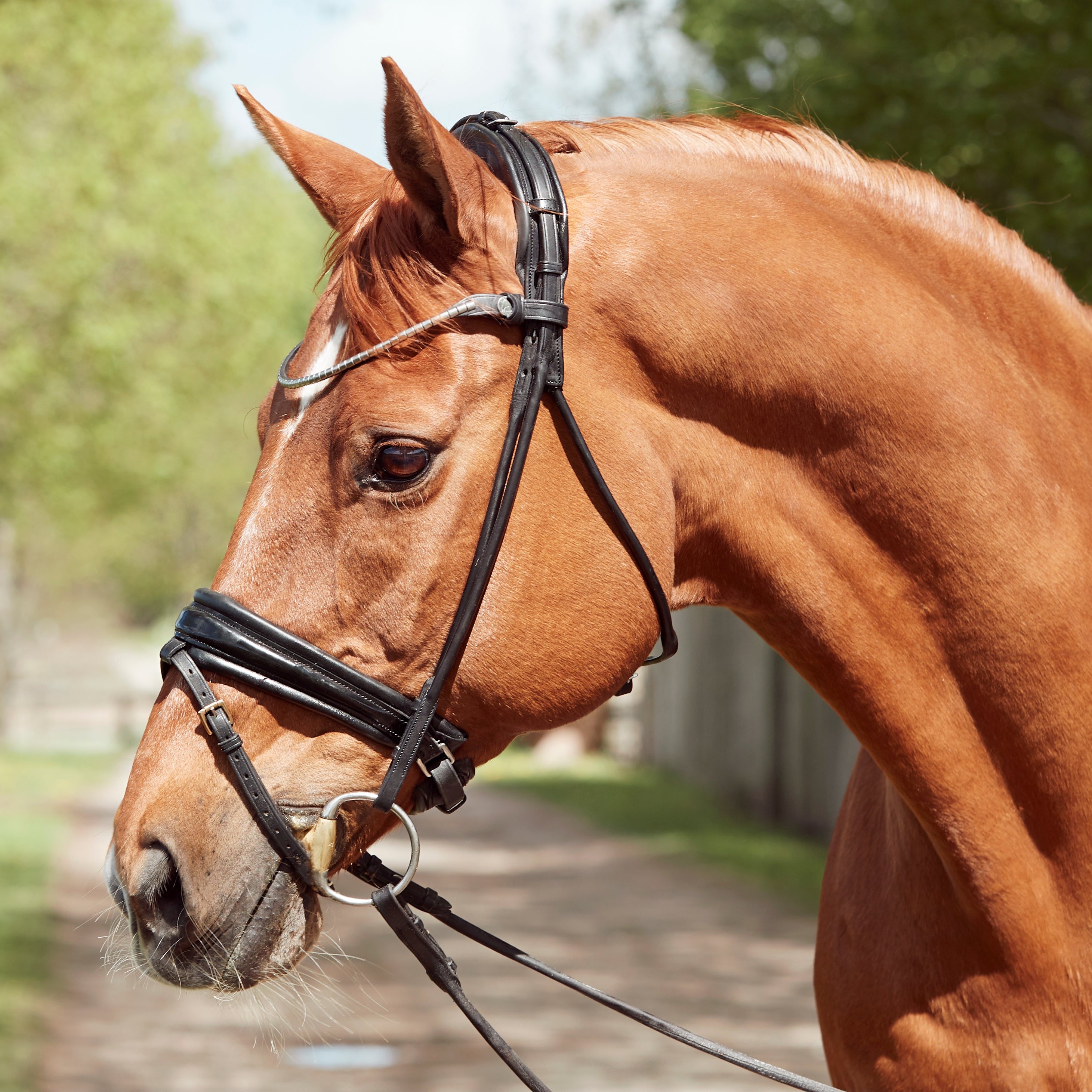 Finesse Cassidy Snaffle Bridle NEW