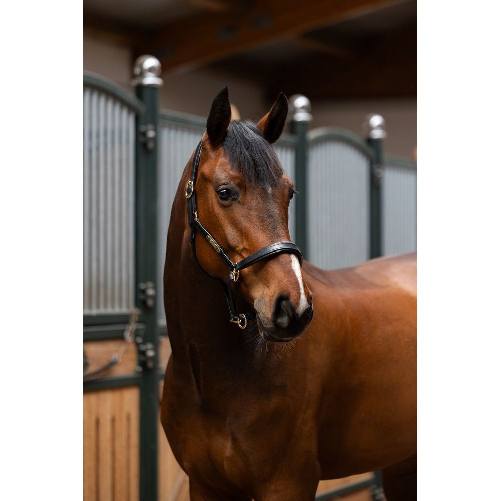 Eskadron Leather Elegance Headcollar