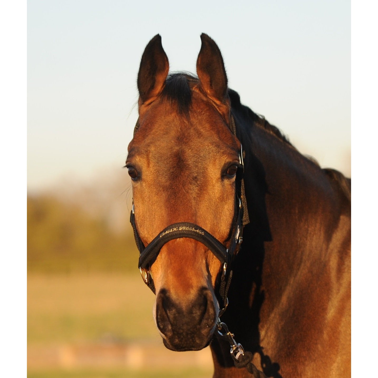 Eskadron 'Classic Dressage' Headcollar