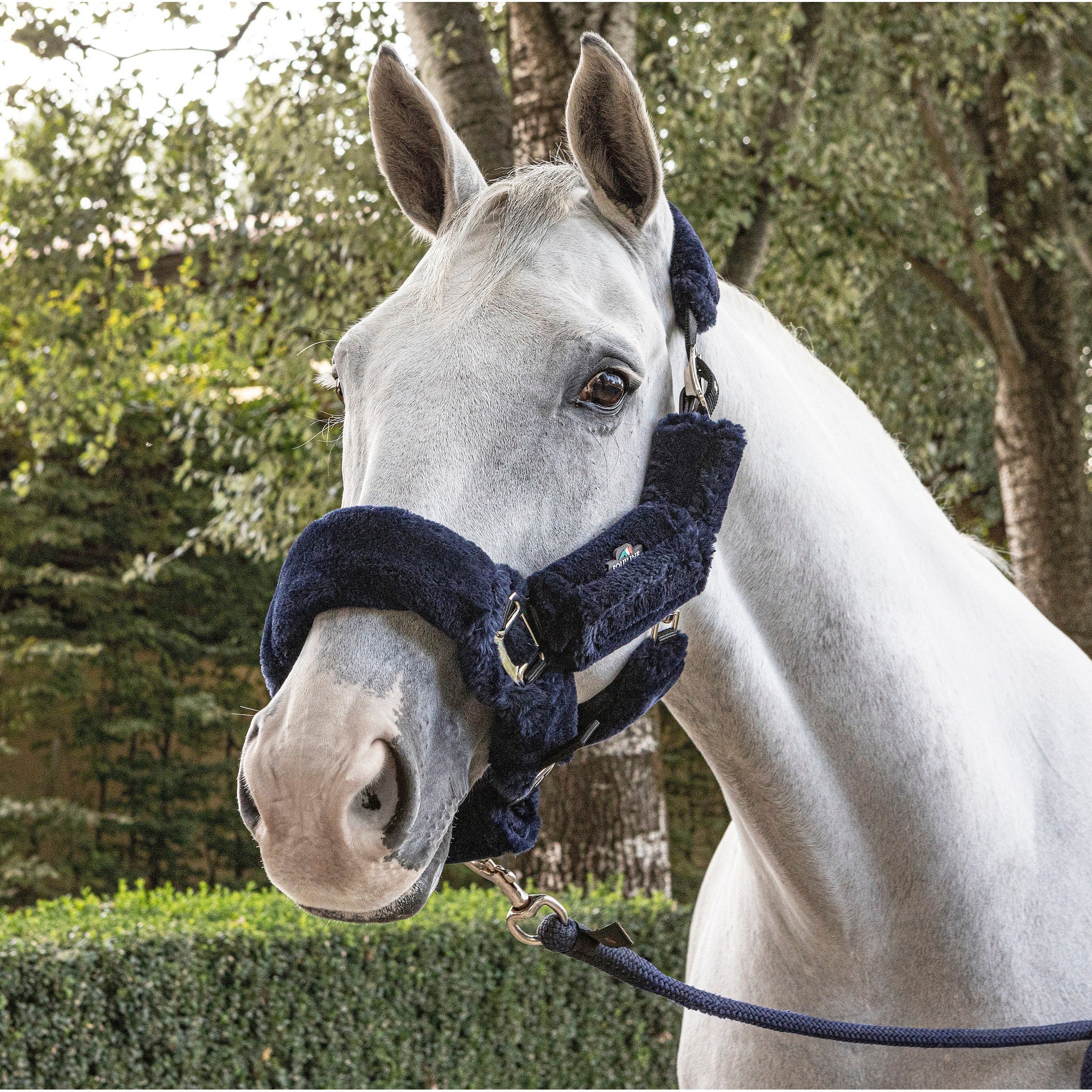 Equiline Terris Headcollar