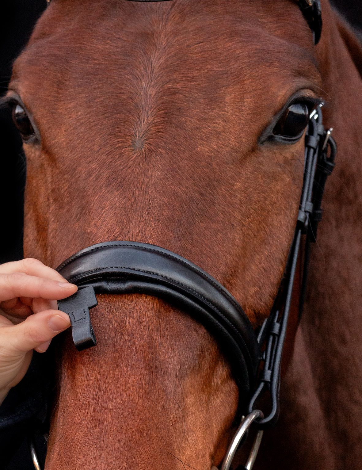Schockemohle SP Malaga Bridle