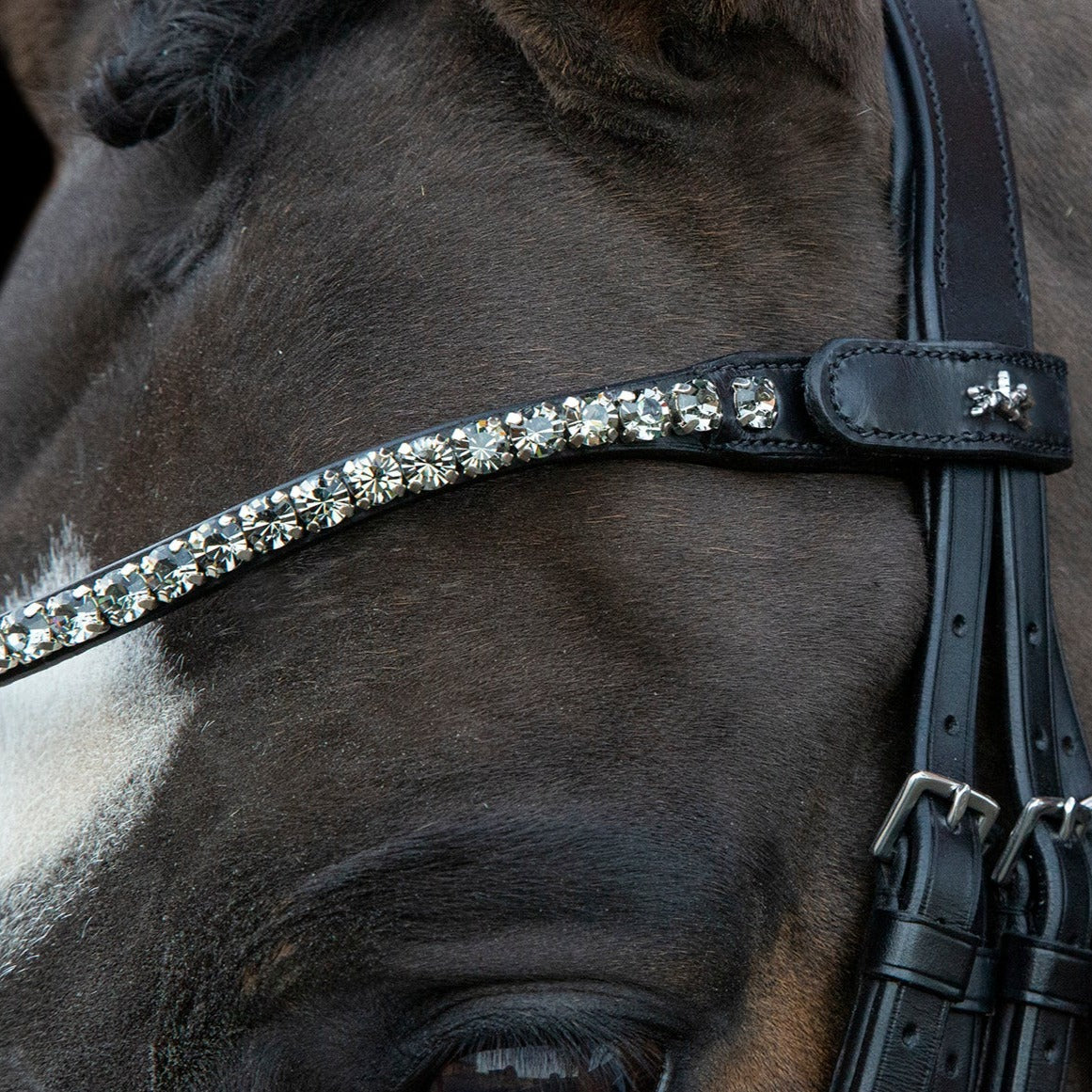 Schockemohle Milazzo Bridle