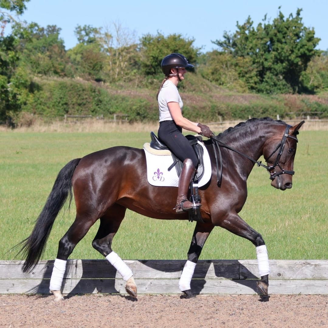 5yo Dark Bay Mare Toto Jr x Special D - SOLD