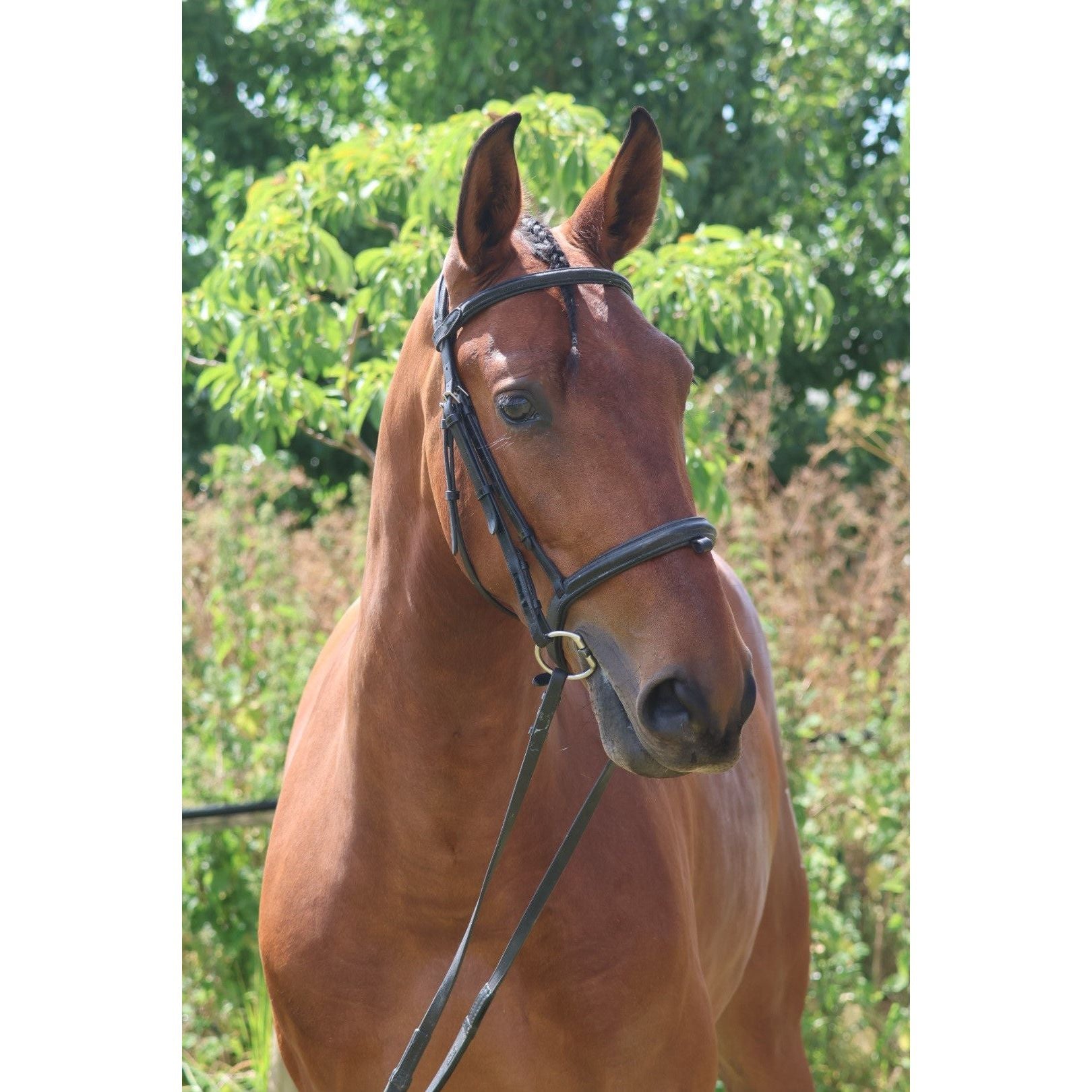 4yo PRE Gelding - SOLD