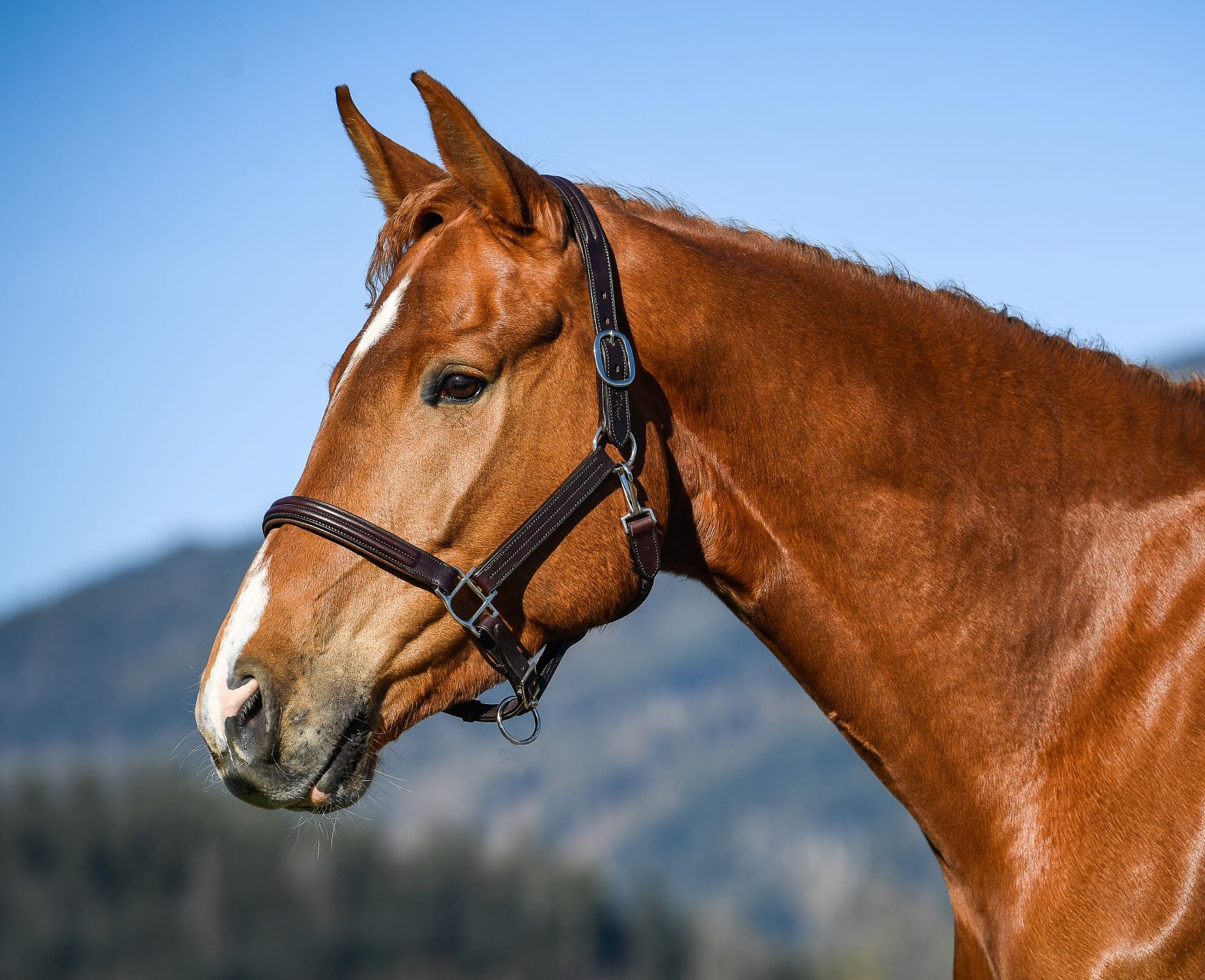 Menetics Headcollar