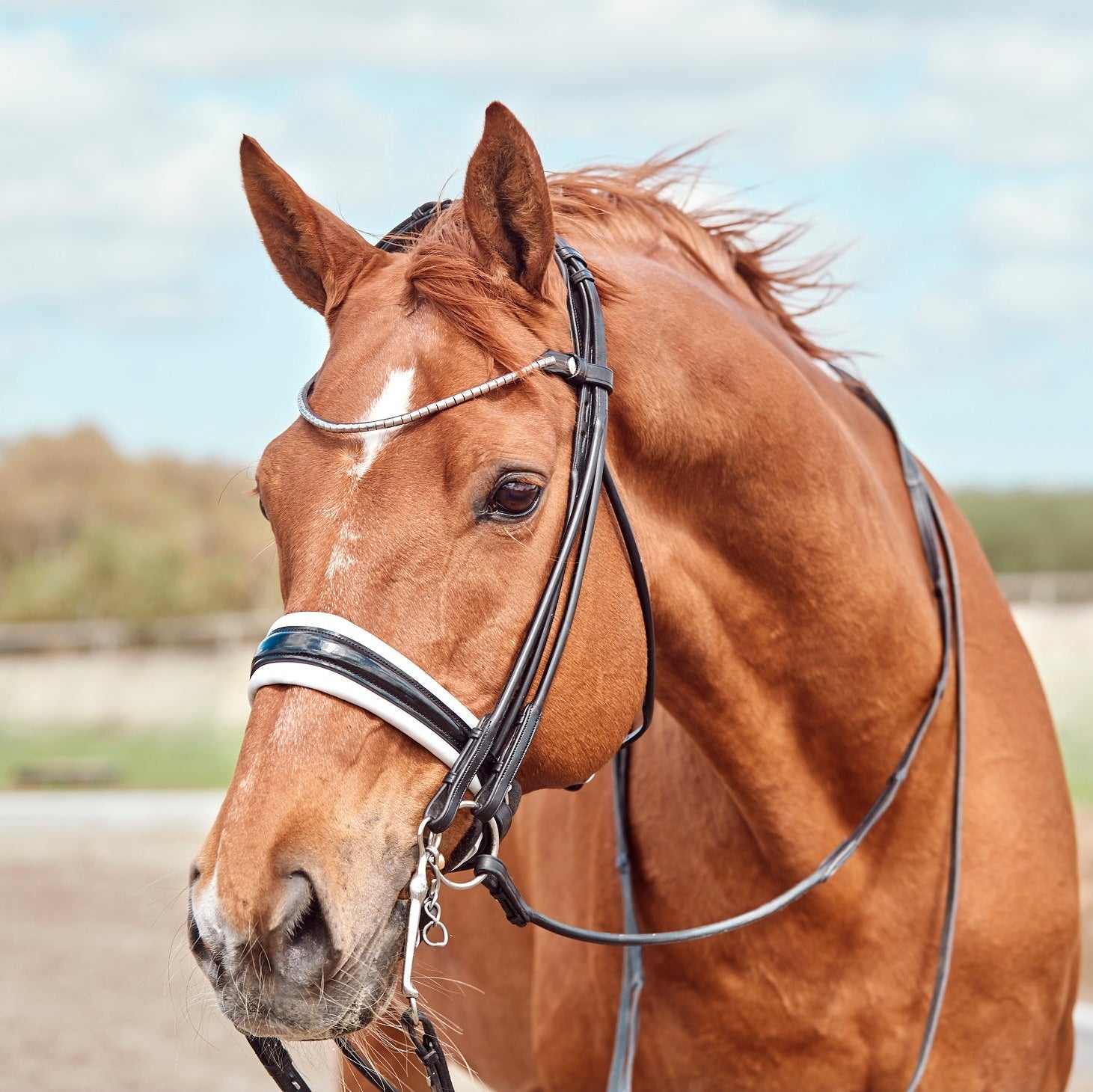 Finesse Cassidy Double Bridle NEW