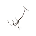 Tanned leather fork hunting breastplate