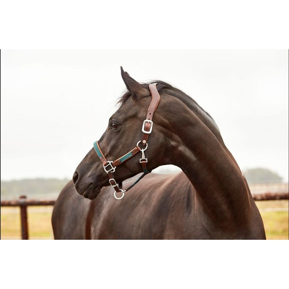 Finesse Coloured Halter