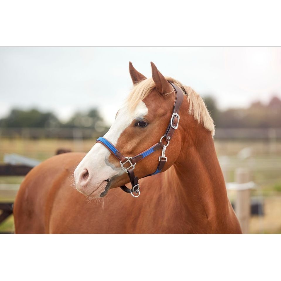 Finesse Coloured Halter - Reduced