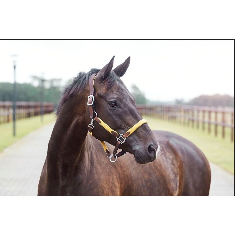 Finesse Coloured Halter - Reduced