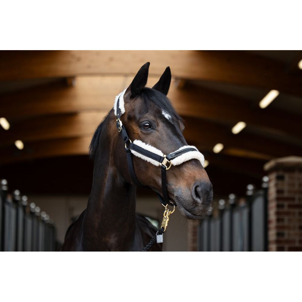 Eskadron Evo-Wool Double Pin Headcollar