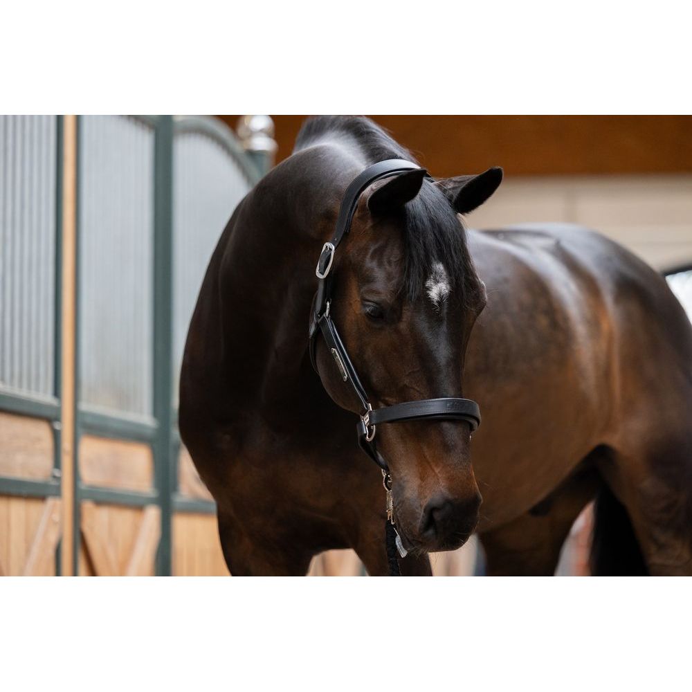 Eskadron Leather Stallion HeadCollar Black