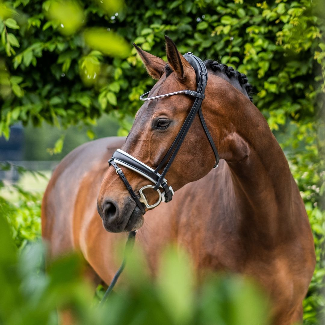 Finesse 2.0 Cayenne Snaffle Headpiece ONLY