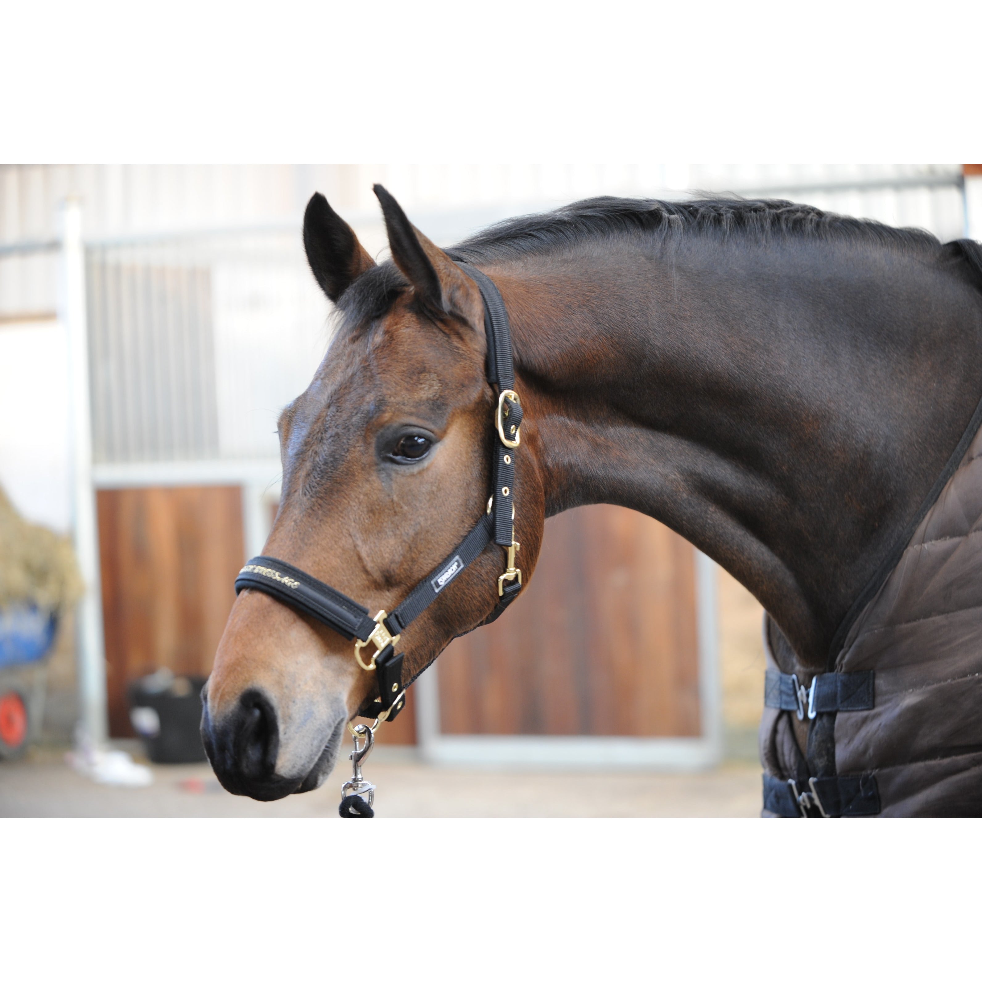 Lead Rope Shiny with Snap Hook - Headcollars & Lead Ropes - Kramer  Equestrian