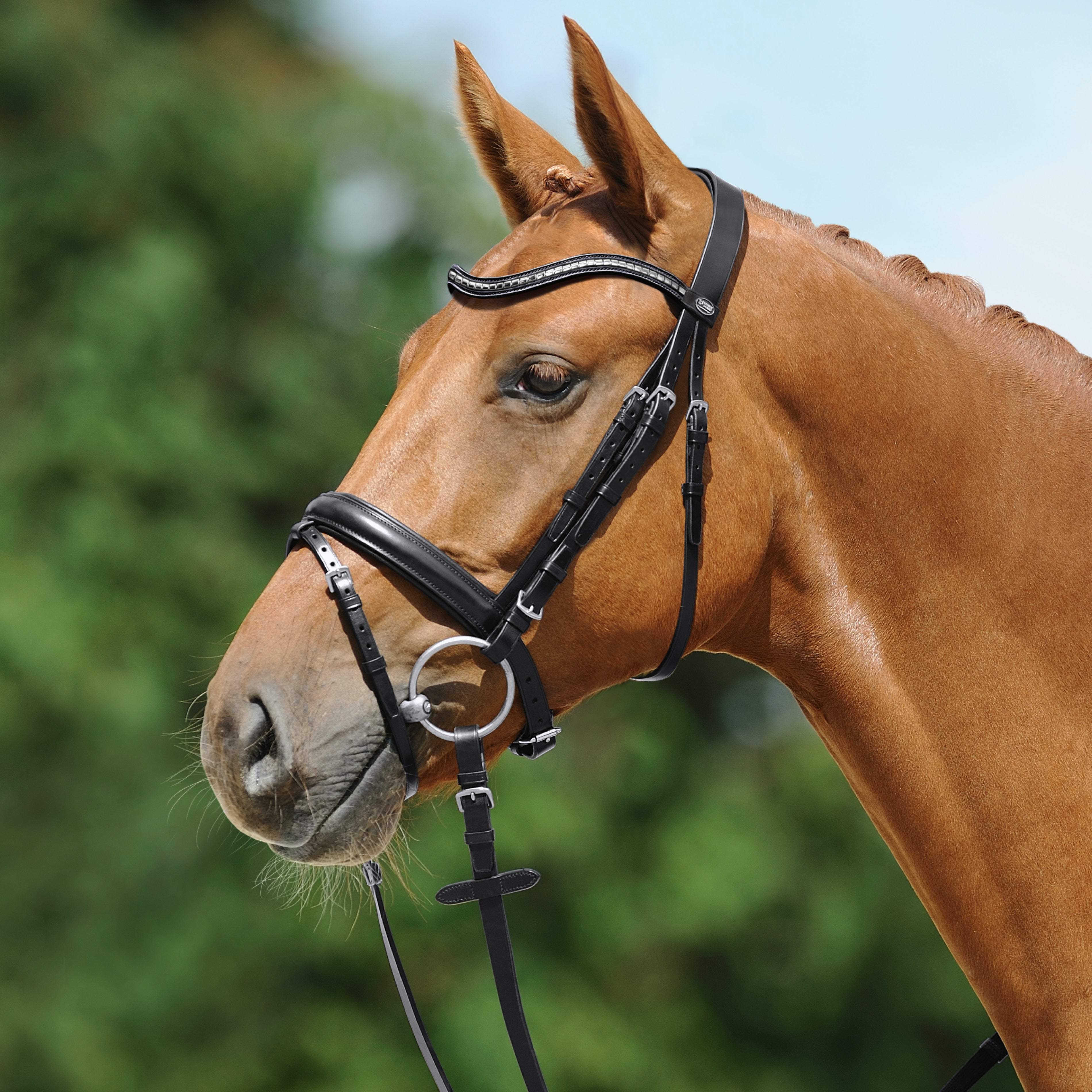 Passier Juno Snaffle Bridle - with web reins