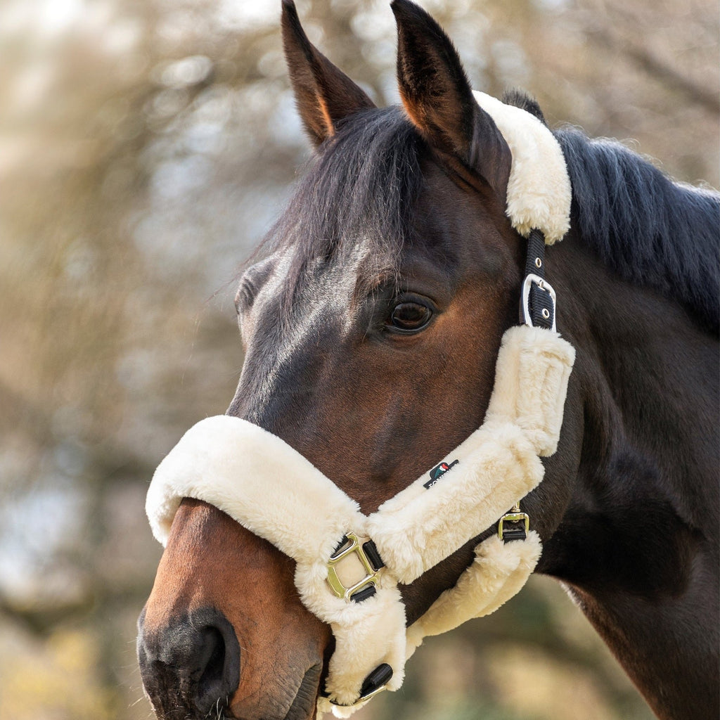 Equiline Terris Headcollar